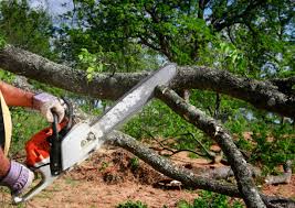 How Our Tree Care Process Works  in  Oak Ridge, FL