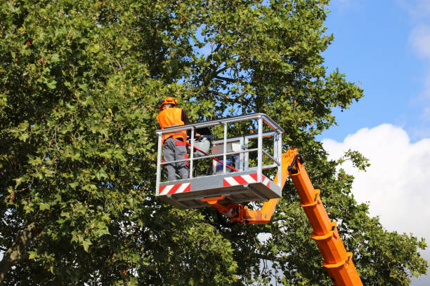 Professional  Tree Services in Oak Ridge, FL